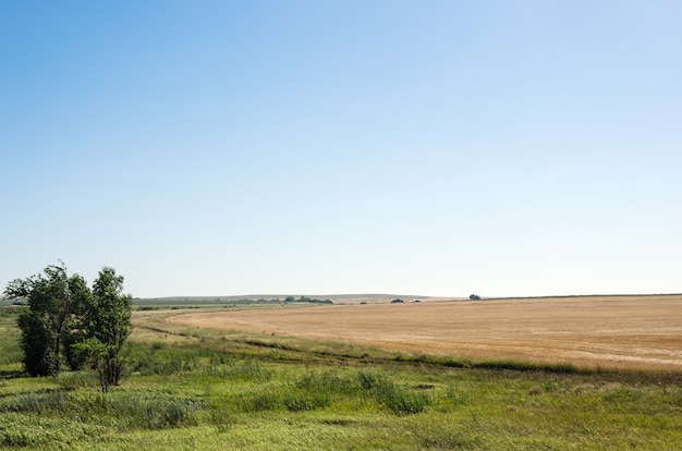 Krawędź pola zebranej pszenicy, wiejski krajobraz