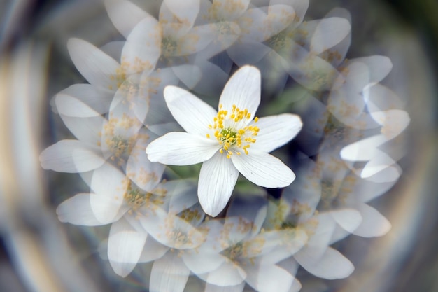 Zdjęcie kreatywne tło kwiatowe z anemoną