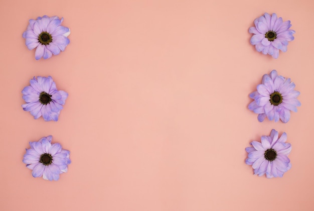 Kreatywny layout wykonany z kolorowych kwiatów Very Peri gerbery na różowym tle