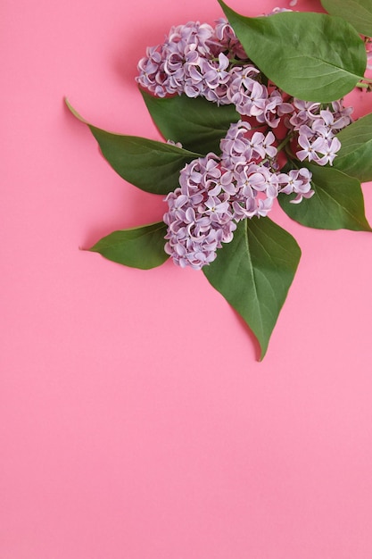 Kreatywny układ do projektowania z bzami Kwitnące gałązki bzu na różowym tle 8 marca Dzień Matki Miejsce kopiowania