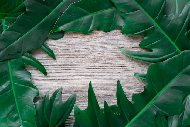Kreatywny układ natury z tropikalnych liści