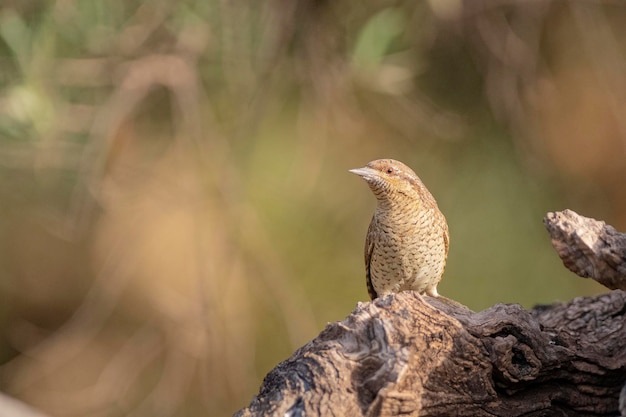 Kręgosłup zwyczajny (Jynx torquilla) Malaga, Hiszpania