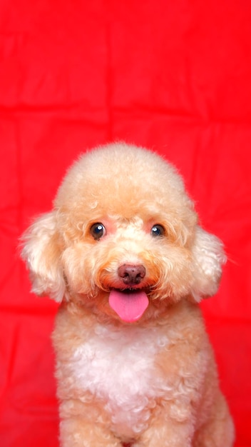 Kremowa kremowa sesja zdjęciowa psa pudla w studio z czerwonym tłem i szczęśliwym wyrazem twarzy