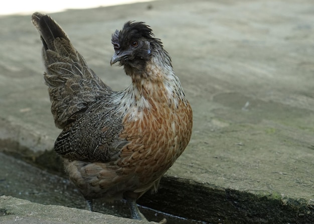 Zdjęcie kremowy legbar lub polski amereucana kurczak chodzący w farmie w poszukiwaniu jedzenia