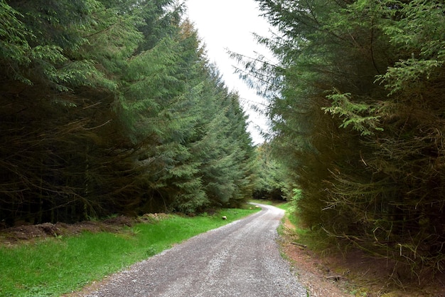 Zdjęcie kręta droga gruntowa przez leśny las