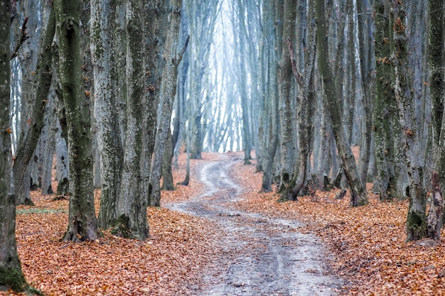 Kręta Droga W Lesie Jesienią.