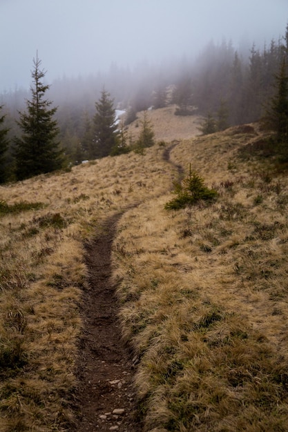 Kręta trasa przez zbocze i świerkowy las pejzażowy photo