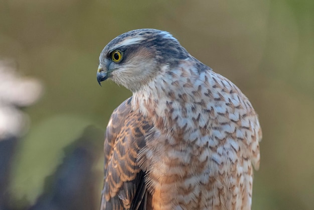 Krogulec Zwyczajny (accipiter Nisus) Malaga, Hiszpania