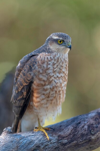 Krogulec zwyczajny (Accipiter nisus) Malaga, Hiszpania