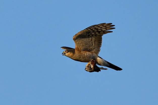 Krogulec zwyczajny Accipiter nisus