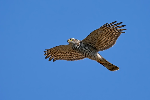 Krogulec zwyczajny Accipiter nisus