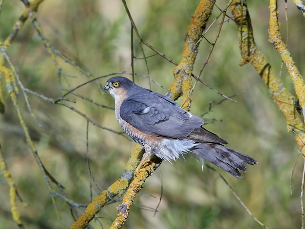 Krogulec zwyczajny Accipiter nisus