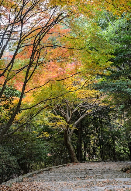 Kroki prowadzące w dół z jesiennymi kolorowymi liśćmi w Arashiyama, Kioto, Japonia