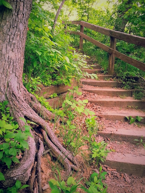 Zdjęcie kroki w lesie