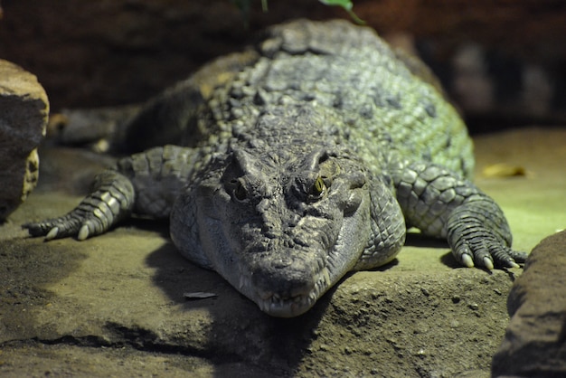 Krokodyl filipiński (Crocodylus mindorensis)