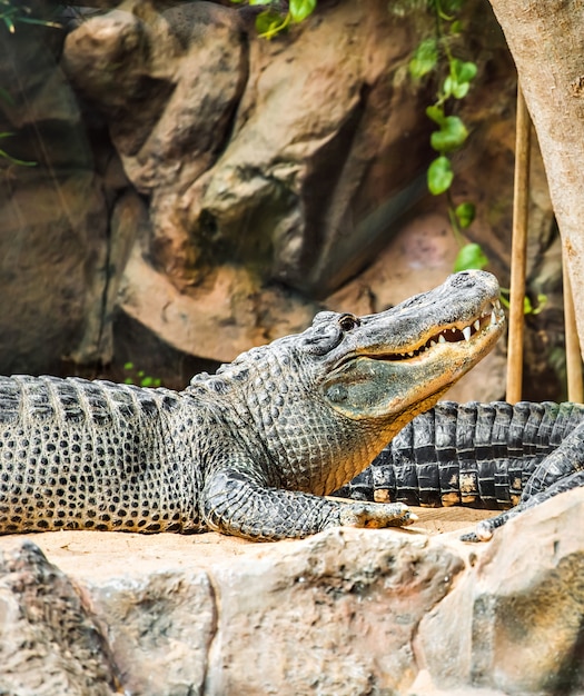 Krokodyl Leżący W Zoo