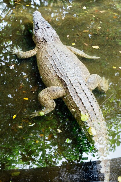 Krokodyl Na Powierzchni Wody