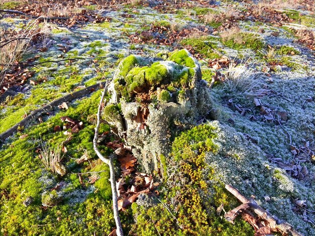 Krokodyl na skale pod wysokim kątem