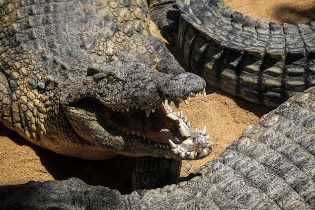Krokodyl nilowy (Crocodylus niloticus) w Bioparc Fuengirola