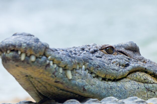 Krokodyl nilowy, Crocodylus niloticus