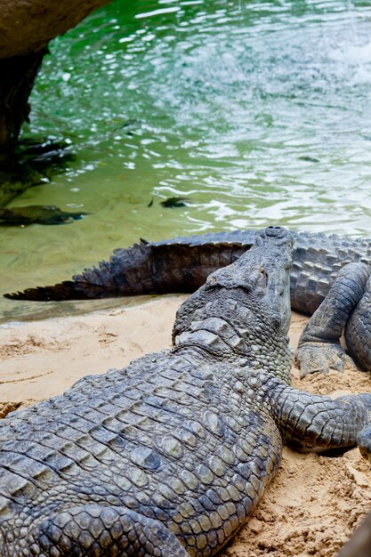 Krokodyl nilowy, Crocodylus niloticus