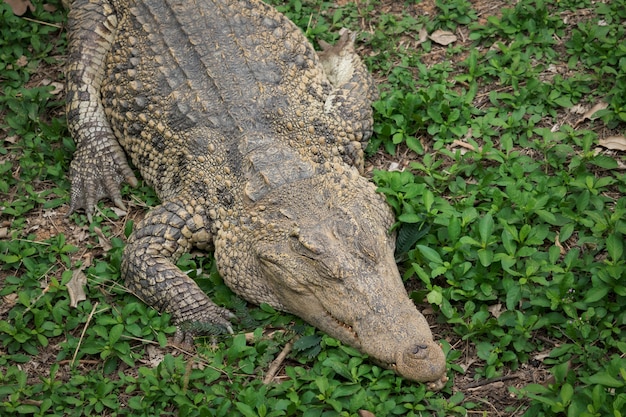 Krokodyl odpoczywa na trawie w dżungli