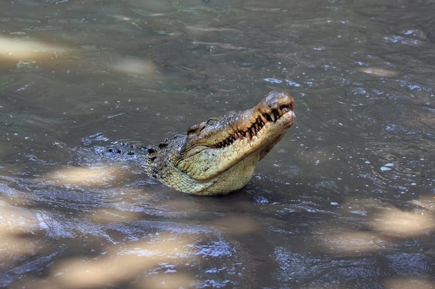 Zdjęcie krokodyl pływający w jeziorze z wysokiego kąta