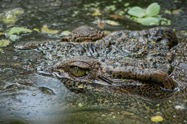 Krokodyl pływający w rzece