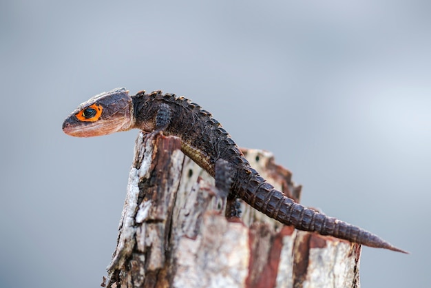 krokodyl skink na gałązce w tropikalnym ogrodzie