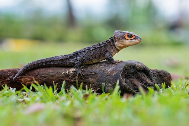 Krokodyl Skink Na Gałązkach W Tropikalnym Lesie