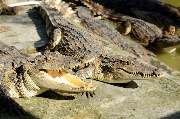 Krokodyl słodkowodny, krokodyl syjamski (Crocodylus siamensis)