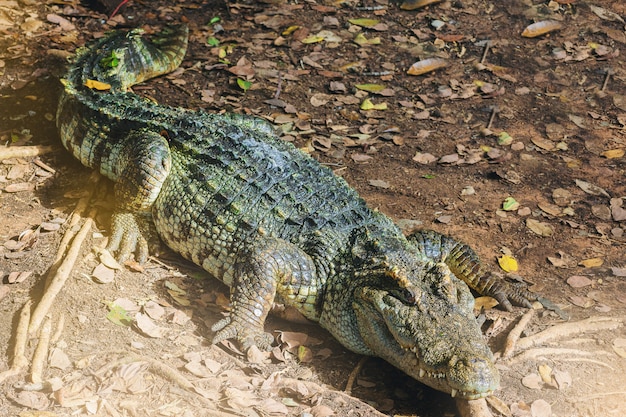 Krokodyl Słodkowodny, Krokodyl Syjamski, Krokodyl Odpoczynku W Gospodarstwie Krokodyla.