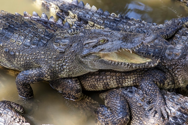 Krokodyl syjamski delta Mekongu w Wietnamie