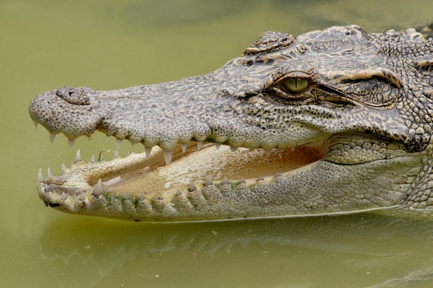 Krokodyl syjamski Park Narodowy Khao Yai Tajlandia Azja