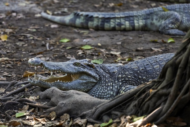 Krokodyl tajski odpoczywa w ogrodzie
