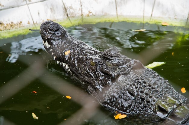 Zdjęcie krokodyl w klatce w zoo