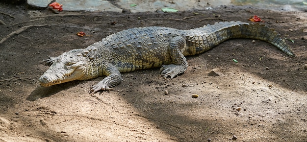 Krokodyl W Meksyku Riviera Maya