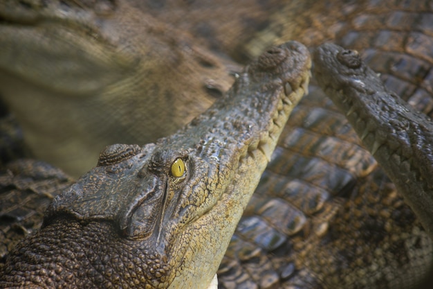 Krokodyl w wodzie, w Pattaya Crocodile Farm i Zoo, Tajlandia