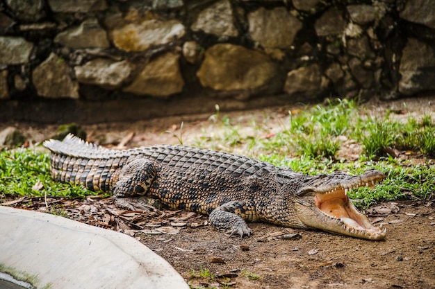 Krokodyl w zoo