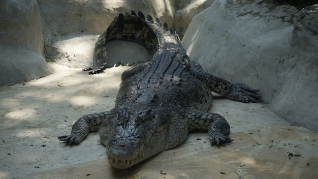 Zdjęcie krokodyl w zoo
