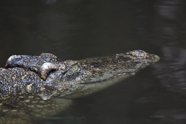 Krokodyl Z Bliska Pokazuje Głowę W Rzece