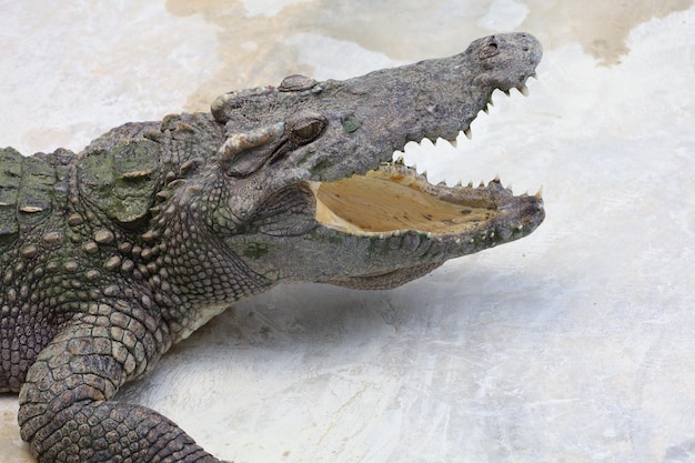 Krokodyl z dużą głową jest niebezpieczną przyrodą zwierząt