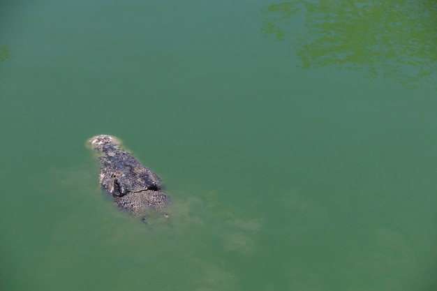 Krokodyl z głową nad wodą.