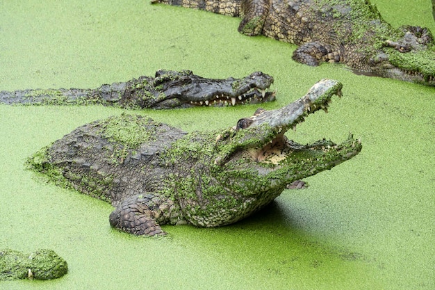 Krokodyl z otwartymi ustami w zielonym szlamie