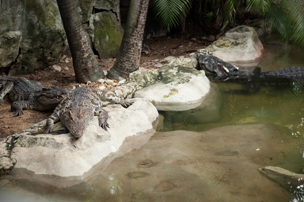 Zdjęcie krokodyl