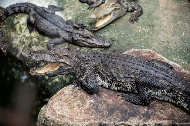 Krokodyle stoją na skale