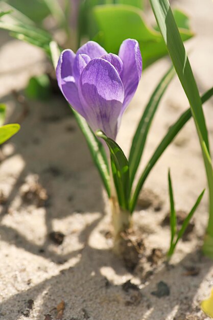 Krokus Kwiat