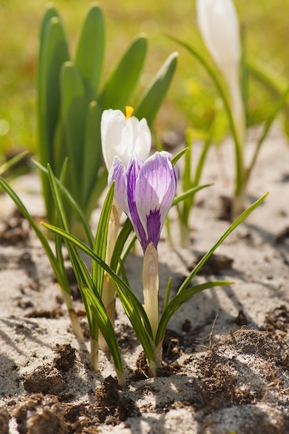 Krokus Kwiat