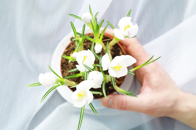 Krokus, liczba mnoga krokusy lub croci to rodzaj roślin kwiatowych z rodziny irysów. Pojedynczy krokus, kilka krokusów, łąka pełna krokusów, zbliżenie krokusów. Krokus na białym tle.