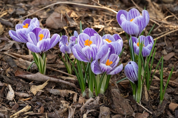 Zdjęcie krokus z bliska przedstawia kwiaty wiosny